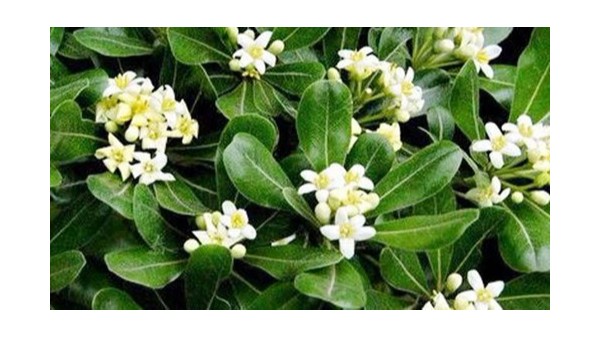 【快活林養(yǎng)護(hù)百科】海桐球冬前這樣管，安全越冬沒問(wèn)題！