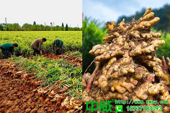 大姜連年增產用的什么品牌的水溶肥？種生姜怎么種植重茬了怎么辦