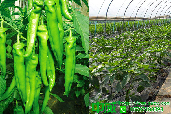 辣椒用什么肥料長得快，種植辣椒應該注意什么問題