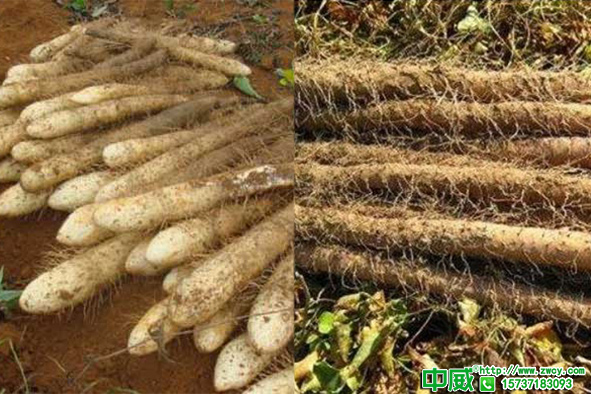 山藥種植用什么肥料好？山藥怎么施肥產(chǎn)量高？