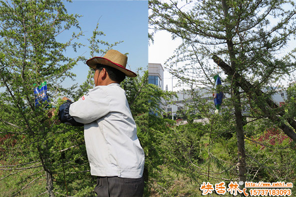 松樹專用營養(yǎng)液哪個好？松樹移栽怎么用吊針液？