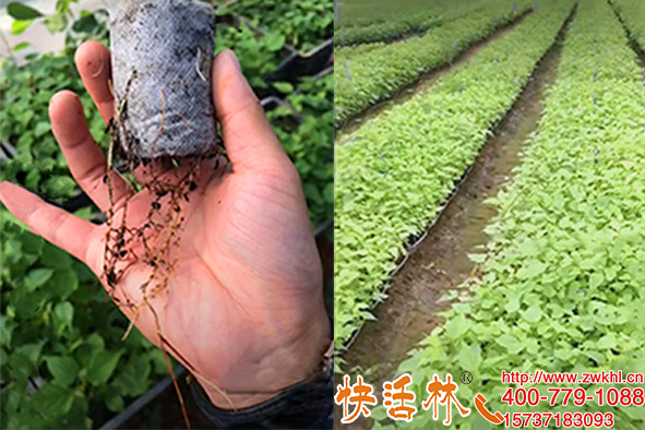 快活林快速生根劑用量少，新疆巴音郭楞劉經(jīng)理幾十袋沒(méi)用完