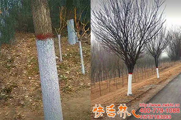 樹(shù)干涂白作用大快活林可噴涂白劑使用方便新疆楊經(jīng)理一次訂10噸