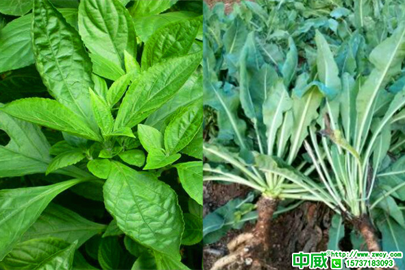 板藍(lán)根怎么科學(xué)養(yǎng)護(hù)？板藍(lán)根種植用什么肥料好？