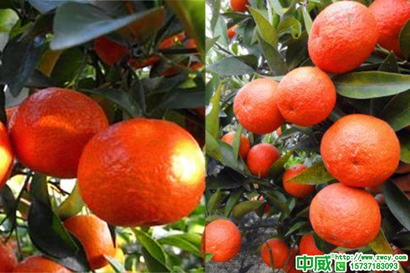 柑橘全年打藥時間表，柑橘高產(chǎn)方案對照養(yǎng)護(hù)