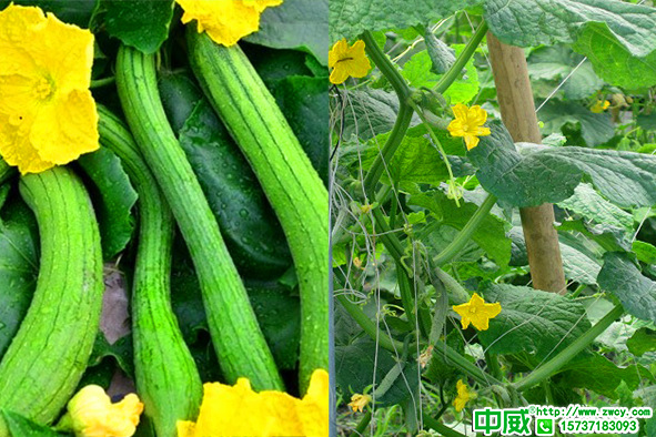 絲瓜種植怎么管理養(yǎng)護(hù)？絲瓜用什么肥料產(chǎn)量高？