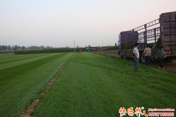快活林草坪養(yǎng)護(hù)