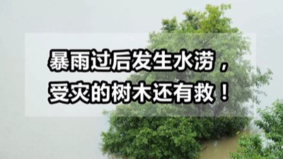 【園林養(yǎng)護百科】河南中威淺析暴雨過后發(fā)生水澇，受災(zāi)的樹木還有救!