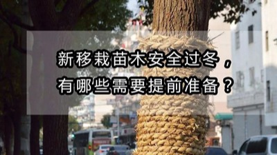 【園林養(yǎng)護百科】河南中威淺析新移栽苗木過冬有哪些需要提前準備?