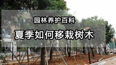 【園林養(yǎng)護百科】河南中威解析夏季如何移植樹木？及有哪些注意事項?