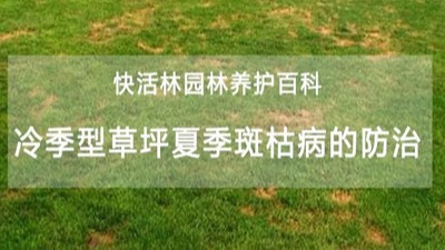 【園林養(yǎng)護百科】河南中威淺析冷季型草坪夏季斑枯病的防治