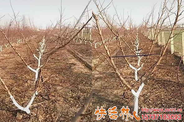 樹干涂白劑哪有賣含石硫合劑涂白劑哪個牌子好