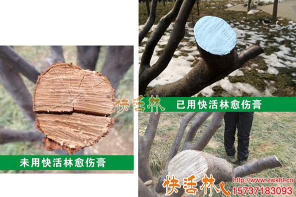 果樹(shù)傷口愈合劑那里賣(mài)殺菌防腐型果樹(shù)愈合劑去哪里買(mǎi)