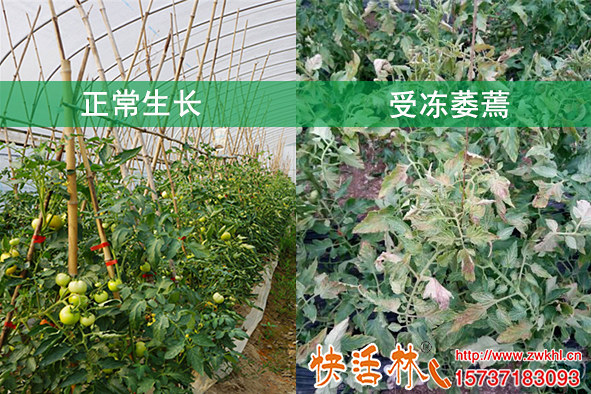冬季蔬菜防凍打快活林植物防凍劑西紅柿抗凍增品質(zhì)竟比葉面肥還強(qiáng)
