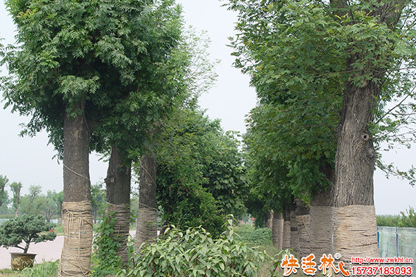 快活林養(yǎng)護效果