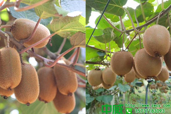 獼猴桃什么時候種植？種植獼猴桃用什么肥料好？