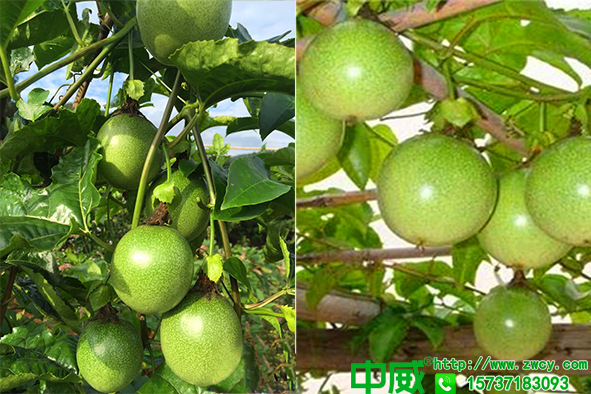 百香果肥料該怎么補(bǔ)？用了那么多肥料為啥還表現(xiàn)缺肥？