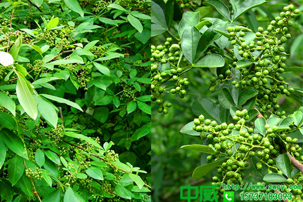 花椒專用肥怎么用？花椒用什么肥料效果好？