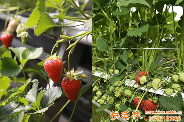 草莓移栽生根要幾天？草莓怎樣移栽需要注意什么？