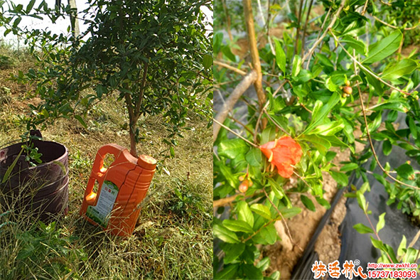 果樹(shù)冬天怎么抗凍，果樹(shù)秋天打什么藥防凍效果比較好？