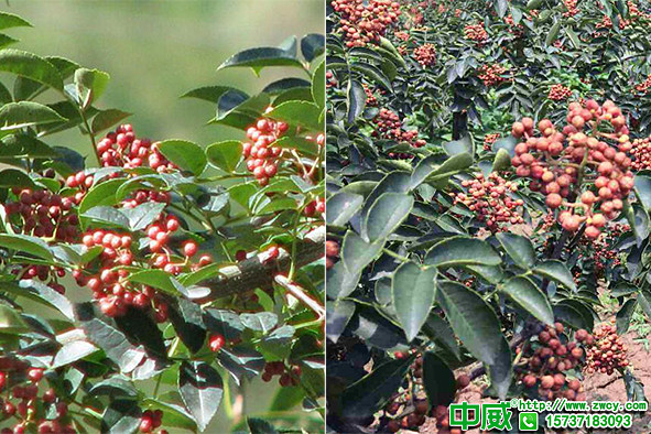 花椒樹用什么肥料開花結子多？花椒樹葉面肥哪個好？