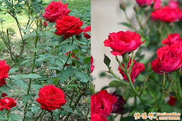 玫瑰花怎么種植方法有哪些？花圃怎么管理長得好？