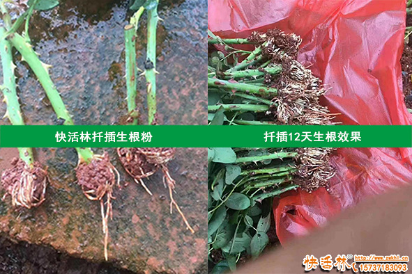 生根粉泡根要多久？會養(yǎng)幾秒就夠不懂用法泡死也不長根