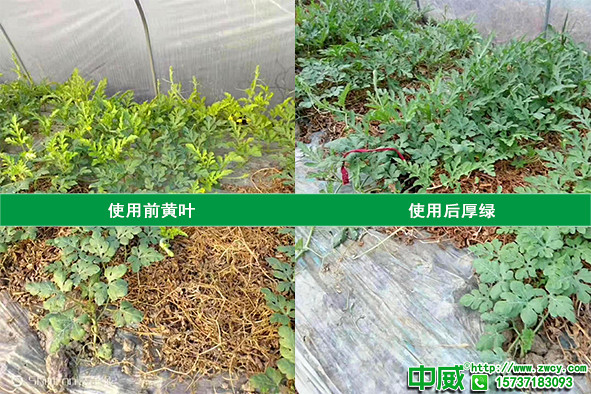 西瓜種植技術怎么用肥才高產(chǎn)？春季西瓜如何施肥長得壯？