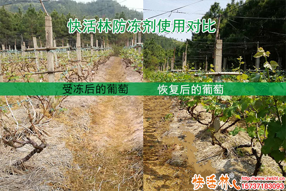 園林綠化哪些樹(shù)怕凍需要防護(hù)？植物防凍劑哪種效果比較好？