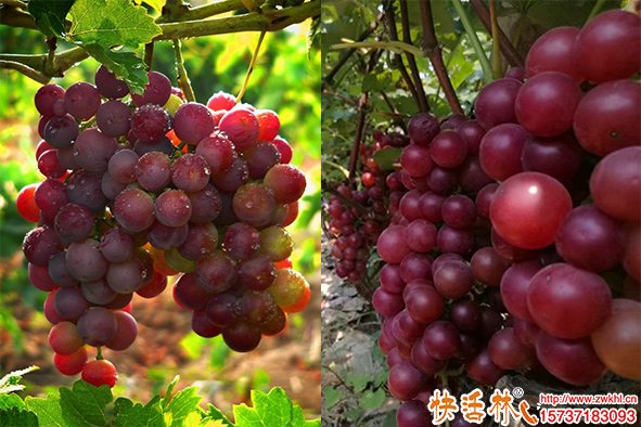 葡萄吸收慢長(zhǎng)勢(shì)差怎么辦？葡萄生根劑用什么比較好