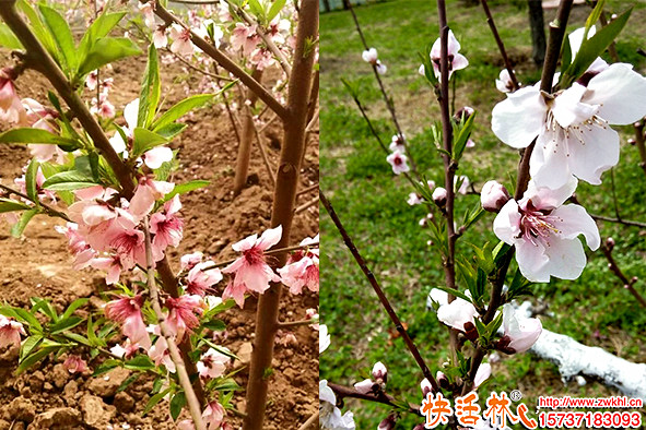 新栽桃樹不發(fā)芽的原因是什么？為什么比別人家發(fā)芽慢？