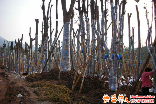 樹木營養(yǎng)液哪里有賣？樹木吊針液哪家好？
