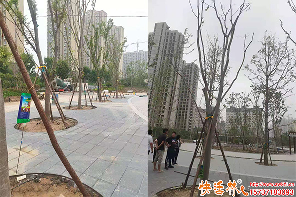 快活林營養(yǎng)液小區(qū)養(yǎng)護(hù)