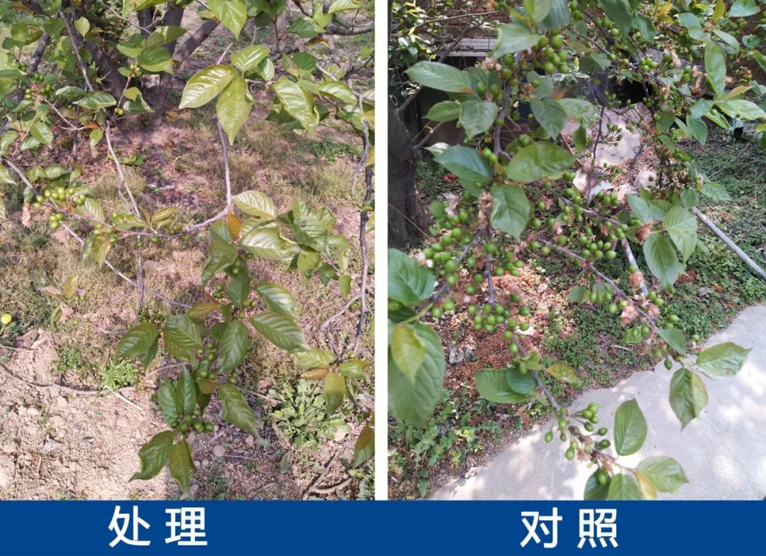 中威春雨果樹?；ū９麖?fù)硝酚鈉400-779-1088