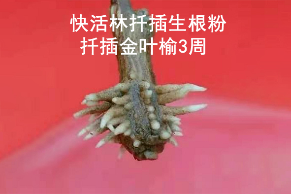 快活林扦插生根粉扦插金葉榆3周