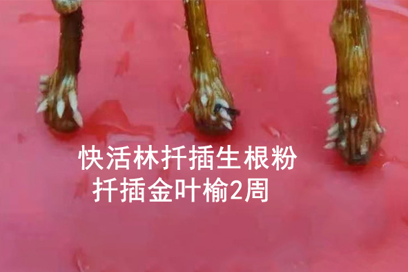 快活林扦插生根粉扦插金葉榆2周