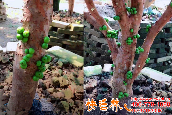 嘉寶果在廣東一年結(jié)果幾次？廣東佛山鐘經(jīng)理嘉寶果重新結(jié)果了
