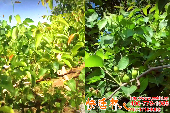 果樹(shù)葉子發(fā)黃怎么辦？新疆庫(kù)爾勒尹經(jīng)理香梨也掛上了營(yíng)養(yǎng)液