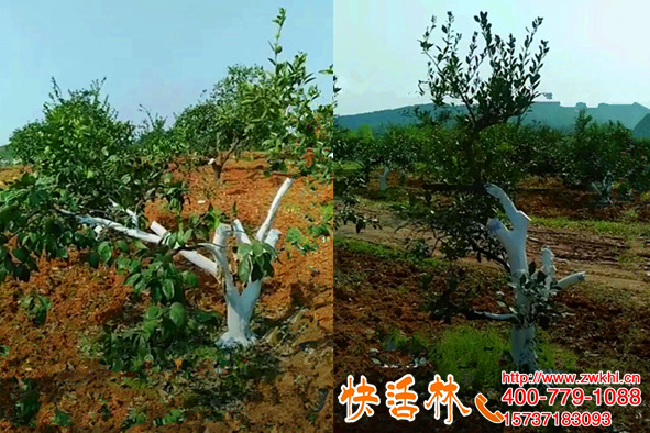 四川巴中吳經(jīng)理柑橘果樹樹干涂白防蟲，意外治住了青苔