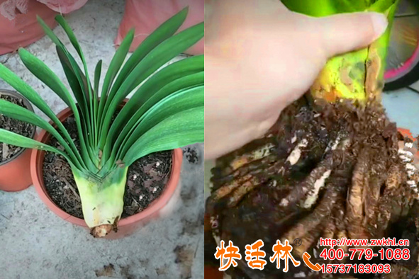 君子蘭生根劑用什么好？昆明彭經(jīng)理對快活林跟茂贊不絕口