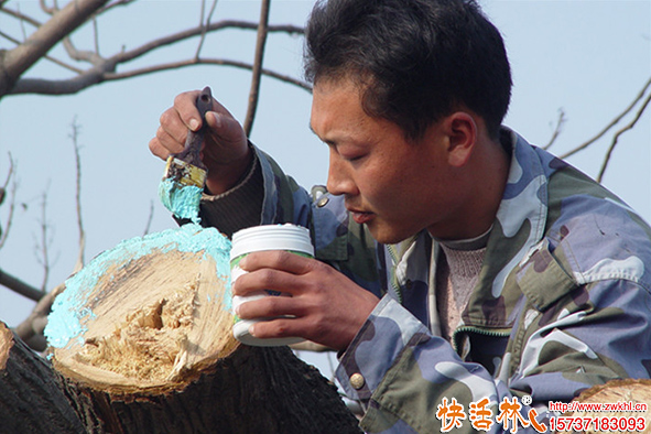 快活林愈傷膏大樹使用