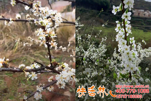 吉林四平沈經(jīng)理用了快活林植物抗凍劑李子樹花期受寒還能結果