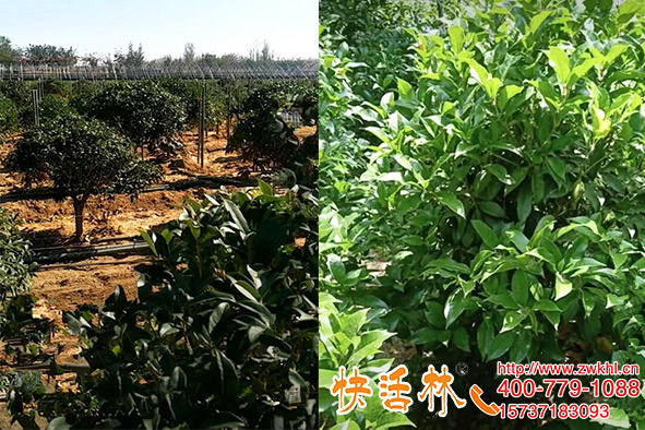 什么是生根粉？安徽蕪湖許經(jīng)理桂花樹(shù)苗用了快活林長(zhǎng)得粗壯有勁