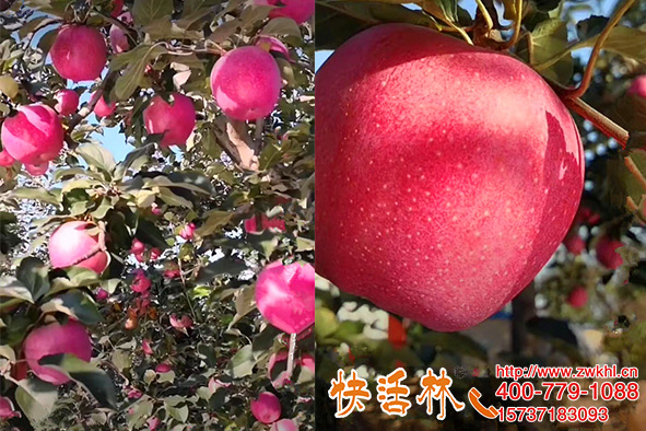 果樹營養(yǎng)袋價格也不貴，山西運城王經(jīng)理蘋果園擴建還用快活林