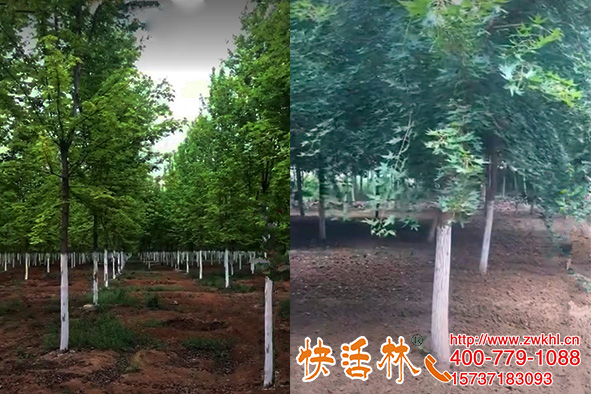 樹干涂白的作用不是刷白那么簡單湖北?？禇罱?jīng)理五角楓開始熱賣