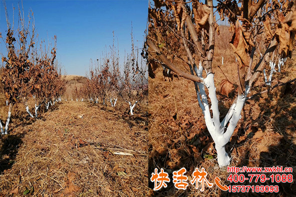 遼寧鐵嶺楊經(jīng)理大榛子樹(shù)刷快活林果樹(shù)樹(shù)干涂白劑美觀還防啃咬