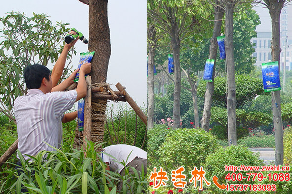 快活林大樹移栽營養(yǎng)液做了幾十年品質(zhì)放心高檔小區(qū)綠化必選