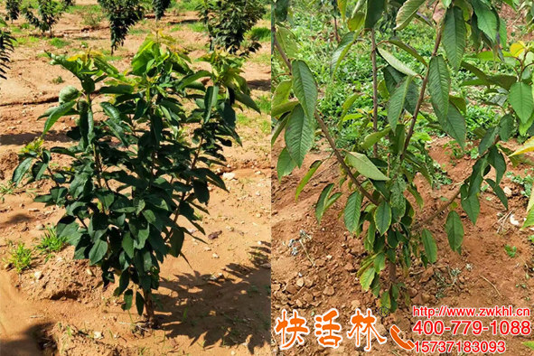 甘肅天水櫻桃樹怎么越冬，果樹防凍劑哪種效果好