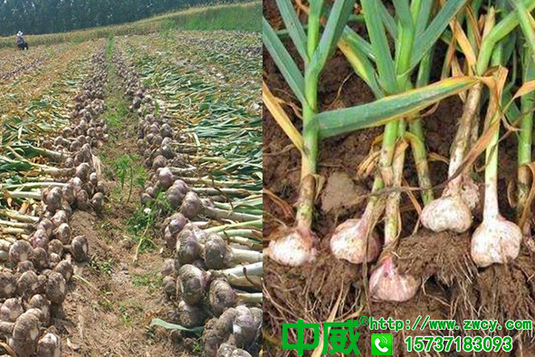 種大蒜用什么肥料好，施肥誤區(qū)那么多不敢再跳了