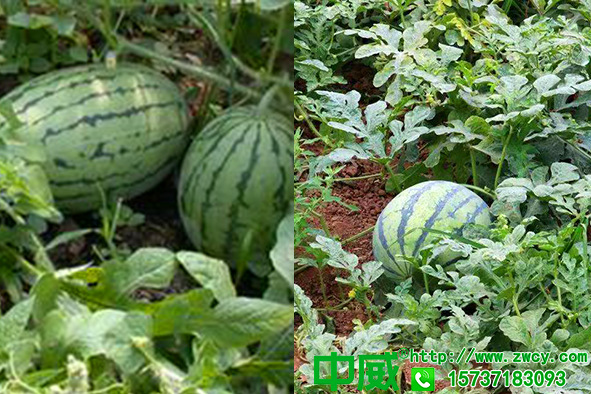 西瓜追肥太敏感不會用肥？西瓜種植用什么肥料好
